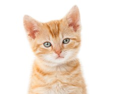 Anomali Kucing Oyen, Mengapa Hampir Selalu Jantan? Anomali Kucing Oyen, Mengapa Hampir Selalu Jantan?