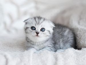 Apa Bedanya Kitten, Cat, dan Feline? Ini Jawabannya Apa Bedanya Kitten, Cat, dan Feline? Ini Jawabannya