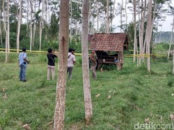 Pilu Siswi MI Banyuwangi Dibunuh-Diperkosa dan Jasadnya Ditemukan di Kebun