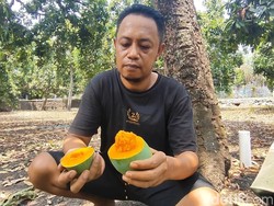 Panen Mangga Alpukat di Pasuruan, Petani dan Pengepul Cuan Banyak