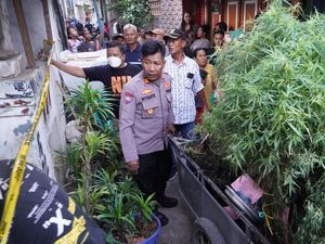 Kebun Ganja di Genteng Rumah Warga di Jakbar Dibongkar, 16 Pot Disita