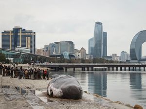 Potret Paus Sperma Terdampar di Lokasi COP29