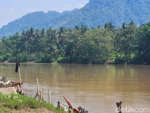 Heboh Buaya Muncul di Sungai Cimandiri Sukabumi