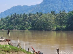 Heboh Buaya Muncul di Sungai Cimandiri Sukabumi