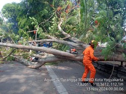 Pohon 17 Meter Tumbang Timpa 5 Motor-Gerobak di Minggiran Jogja