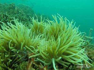 Surga Diving, Ini Sedikit Foto Bawah Laut Pahawang Surga Diving, Ini Sedikit Foto Bawah Laut Pahawang