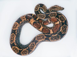 Apakah Ular Boa Lebih Kuat dari Piton? Faktanya Begini