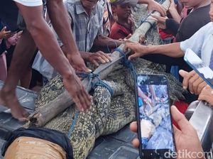 Warga Tangkap Buaya 6 Meter yang Kerap Muncul di Pantai Ekas Lombok Timur Warga Tangkap Buaya 6 Meter yang Kerap Muncul di Pantai Ekas Lombok Timur