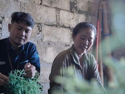 Cerita Petani Rumput Laut di Nusa Penida Kembangkan Usaha dengan KUR-BRImo