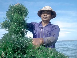 Berdayakan Petani Rumput Laut di Nusa Penida, BRI Beri Bantuan KUR-Jaring