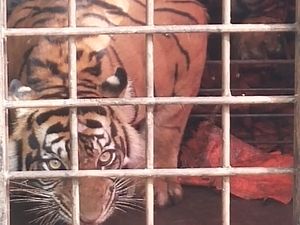 2 Warga Solok Selatan Diterkam Harimau Saat Nyadap Karet 2 Warga Solok Selatan Diterkam Harimau Saat Nyadap Karet