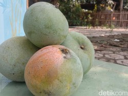 Melimpahnya Mangga di Indramayu
