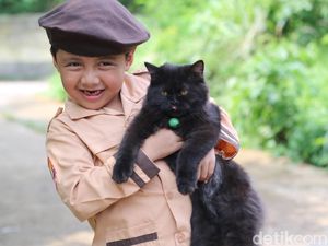 Sederet Manfaat Memelihara Kucing di Rumah