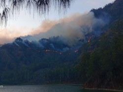 Kebakaran Hutan BTNG Rinjani, 95 Persen Api Dipadamkan