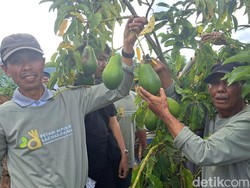 LAZ Hadji Kalla Tingkatkan Produktivitas Petani Alpukat di Malino Gowa