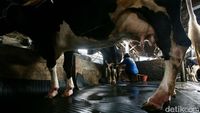 Melihat Peternakan Sapi Perah di Jakarta Saat Heboh Aksi Buang Susu Lokal
