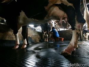 Melihat Peternakan Sapi Perah di Jakarta Saat Heboh Aksi Buang Susu Lokal