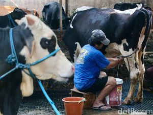 Peternak Masih Susah Dapat Modal buat Impor Sapi Perah Peternak Masih Susah Dapat Modal buat Impor Sapi Perah