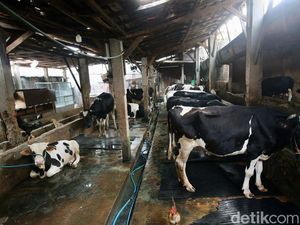 Video: Celios Kritik Rencana Pemerintah Impor 1 Juta Sapi Perah untuk MBG