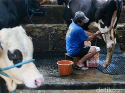 Biar Industri Susu Sapi Lokal Luwes Dukung MBG, Kita Bisa Apa?