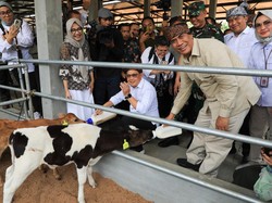 Pj Gubernur Jatim Ungkap Solusi Maksimalkan Penyerapan Susu Peternak Lokal