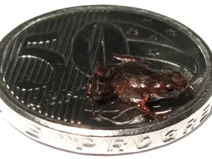 Baru Ditemukan, Hewan Ini Jadi Salah Satu Vertebrata Terkecil di Bumi Baru Ditemukan, Hewan Ini Jadi Salah Satu Vertebrata Terkecil di Bumi