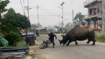 Serem! Badak Liar Mengamuk dan Kejar Warga di Jalanan Nepal!
