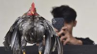 Wow! Ayam Serama Asal Malaysia Dijual Hingga Rp 12 Juta Per Ekor