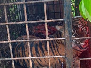 Kondisi Harimau Sumatera yang Ditangkap di Solok, Dinamai Gadih Mudiak Aie