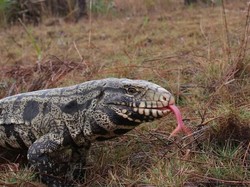 Muncul Ratusan Kadal Sebesar Anjing yang Bikin Kacau Balau