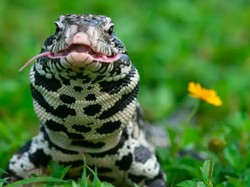 Seram! Ratusan Kadal Sebesar Anjing Berkeliaran Bikin Kacau