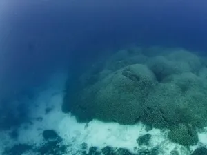 Foto Karang Terbesar di Dunia dari Lautan Pasifik