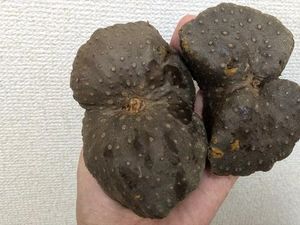 Wow! Kentang Alien seperti Batu Hitam Ini Harganya Sebuah Rp 15.000 Wow! Kentang Alien seperti Batu Hitam Ini Harganya Sebuah Rp 15.000