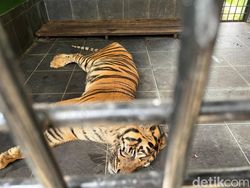 Anggi Harimau di Medan Zoo Alami Ginjal Kronis, Kondisinya Memprihatinkan