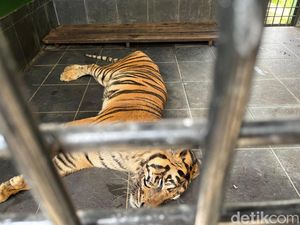 Anggi Harimau di Medan Zoo Alami Ginjal Kronis, Kondisinya Memprihatinkan Anggi Harimau di Medan Zoo Alami Ginjal Kronis, Kondisinya Memprihatinkan
