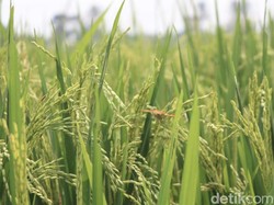 Buat Stok Lebaran, Zulhas Minta Bulog Serap Beras 25.000 ton Per Hari