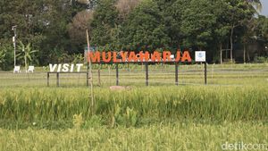 Mengintip Wisata Edukasi Padi Organik di Bogor