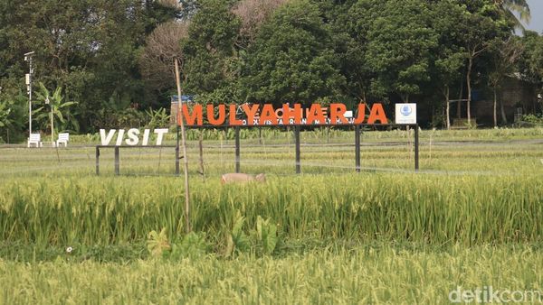Mengintip Wisata Edukasi Padi Organik di Bogor