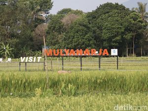 Mengintip Wisata Edukasi Padi Organik di Bogor