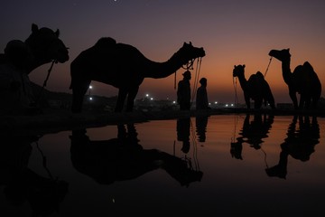 Pameran Dagang Unta India: Dari Pasar Bisnis Menjadi Destinasi Wisata Menarik!