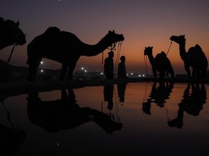 Pameran Dagang Unta Terbesar di India Berubah Jadi Objek Wisata
