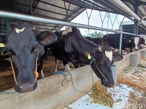 Peternak Tak Yakin Target Impor Sapi Perah 250 Ribu Ekor Tercapai Peternak Tak Yakin Target Impor Sapi Perah 250 Ribu Ekor Tercapai