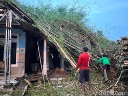 Angin Kencang Tumbangkan Rumpun Bambu di Mojokerto, 2 Rumah Rusak