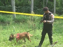Anjing Pelacak Dikerahkan di Lokasi Terbunuhnya Siswi MI Diduga Diperkosa