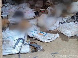 Detik-detik Penggerebekan Penampungan Puluhan Anjing di Banyuwangi