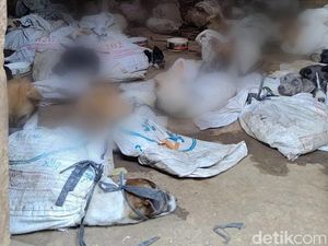 Video: 64 Anjing Dikarungi di Jatim, Hendak Dibawa ke Solo untuk Konsumsi Video: 64 Anjing Dikarungi di Jatim, Hendak Dibawa ke Solo untuk Konsumsi