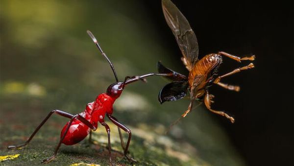 Karya Jawara Kontes Foto Close-Up Bikin Takjub