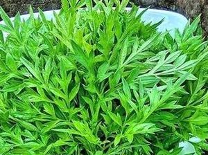 7 Manfaat Daun Kenikir, untuk Diabetes hingga Cegah Osteoporosis 7 Manfaat Daun Kenikir, untuk Diabetes hingga Cegah Osteoporosis