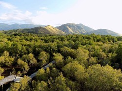 Mangrove Mageloo di Maumere NTT, Bakau Ditanam Setelah Tsunami 1992