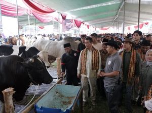 Mentan Amran Respons Cepat Keluhan Peternak Lampung soal Harga Daging Sapi